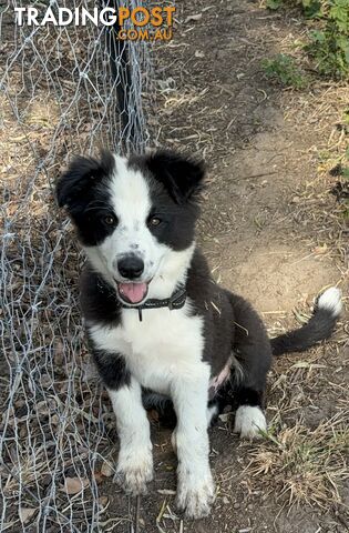 Border Collie Pups