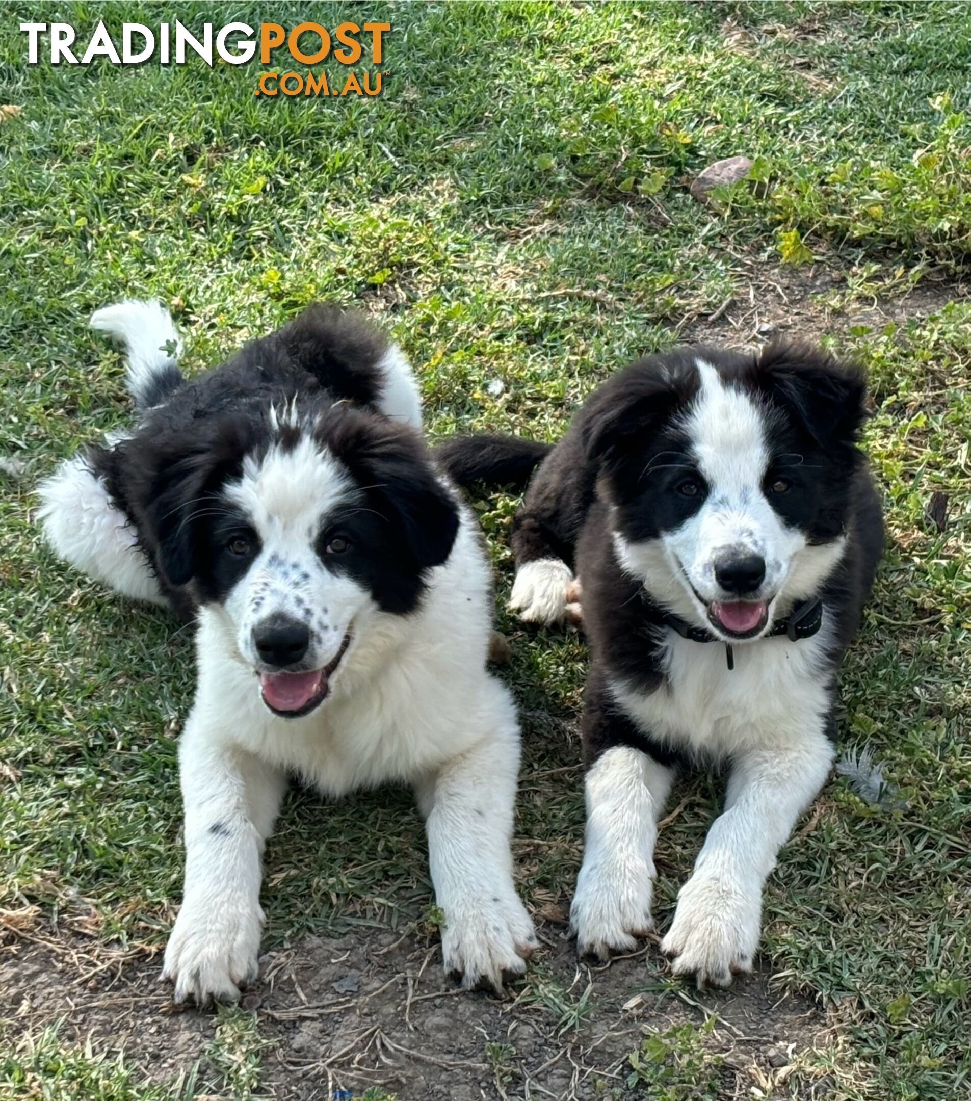 Border Collie Pups