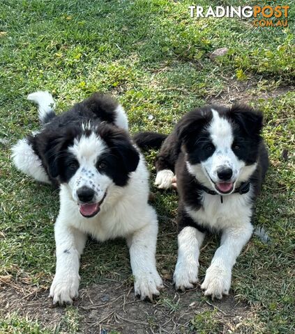 Border Collie Pups