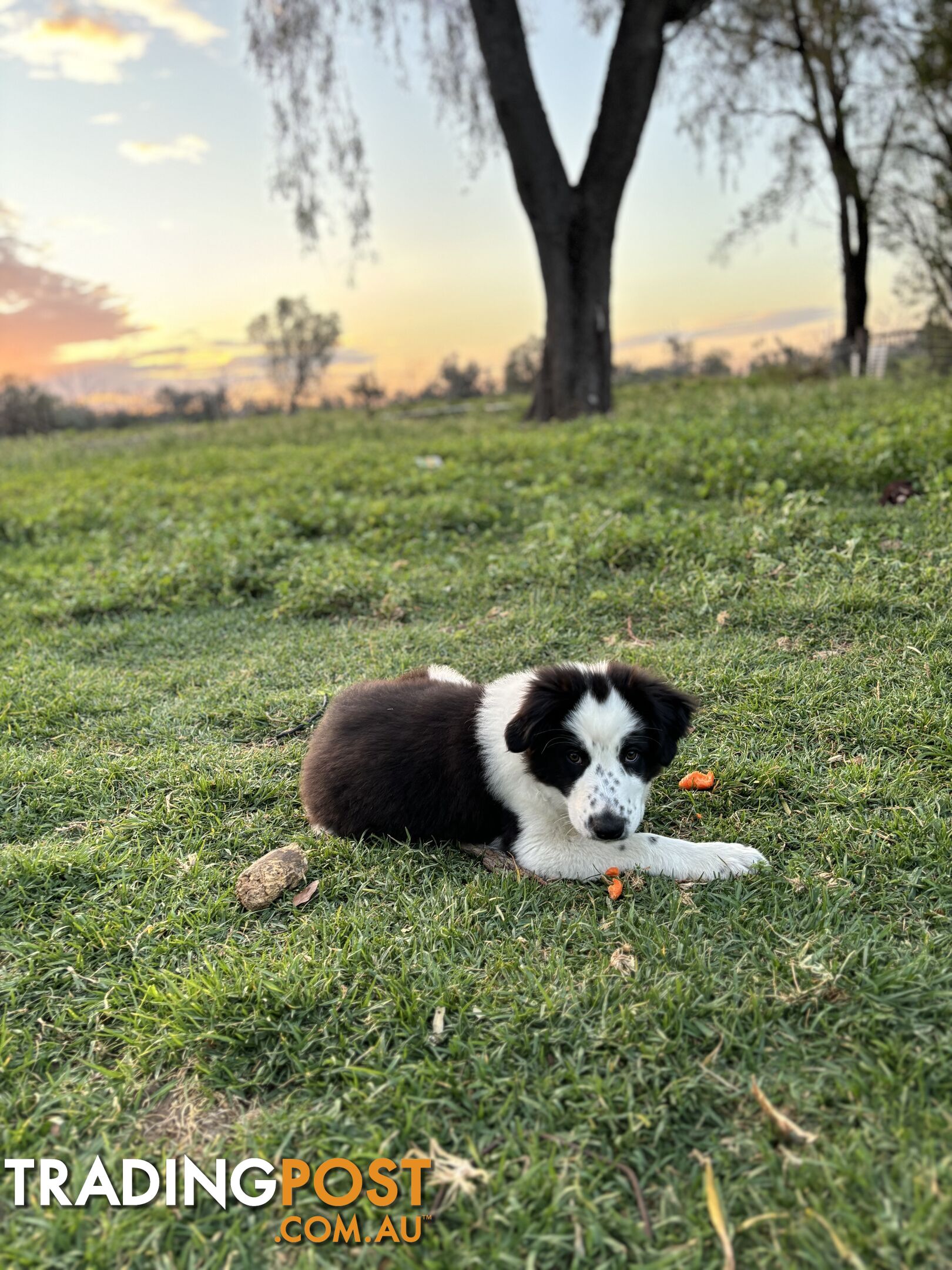 Border Collie Pups