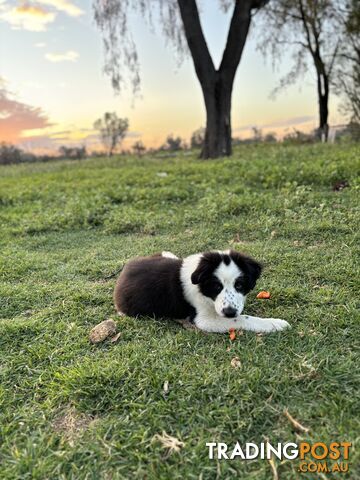 Border Collie Pups