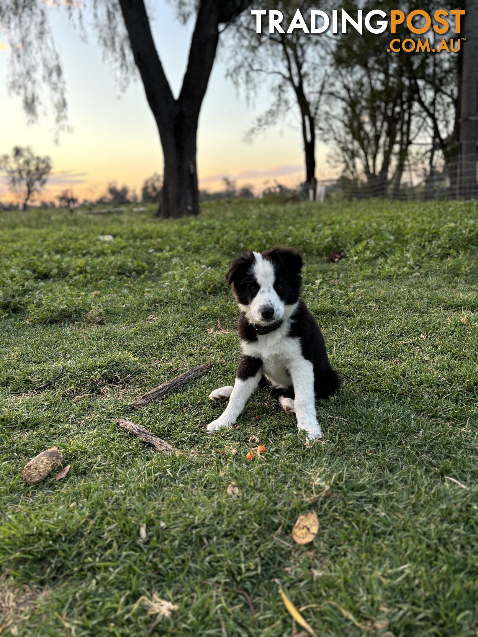 Border Collie Pups