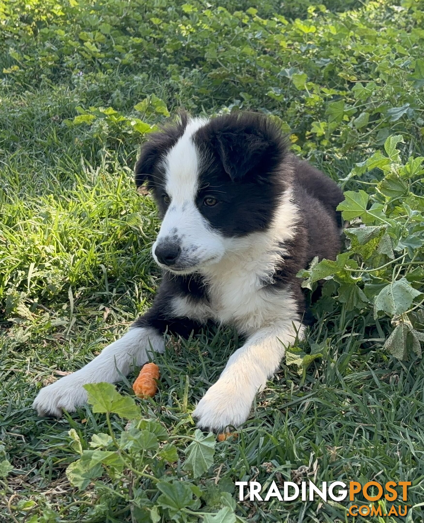 Border Collie Pups