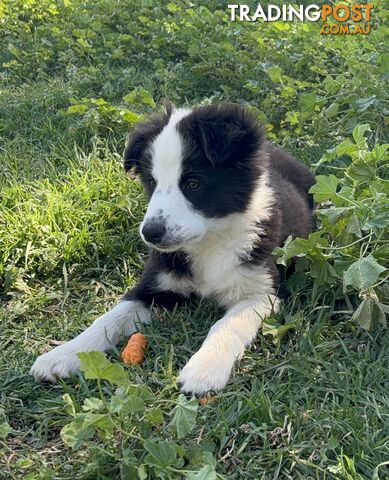 Border Collie Pups