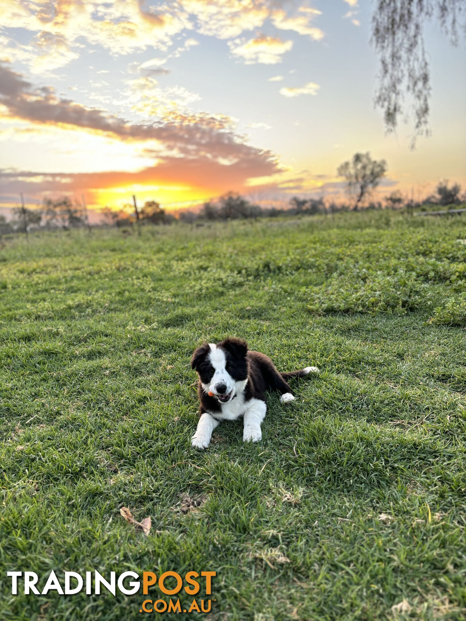 Border Collie Pups