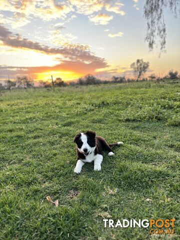 Border Collie Pups