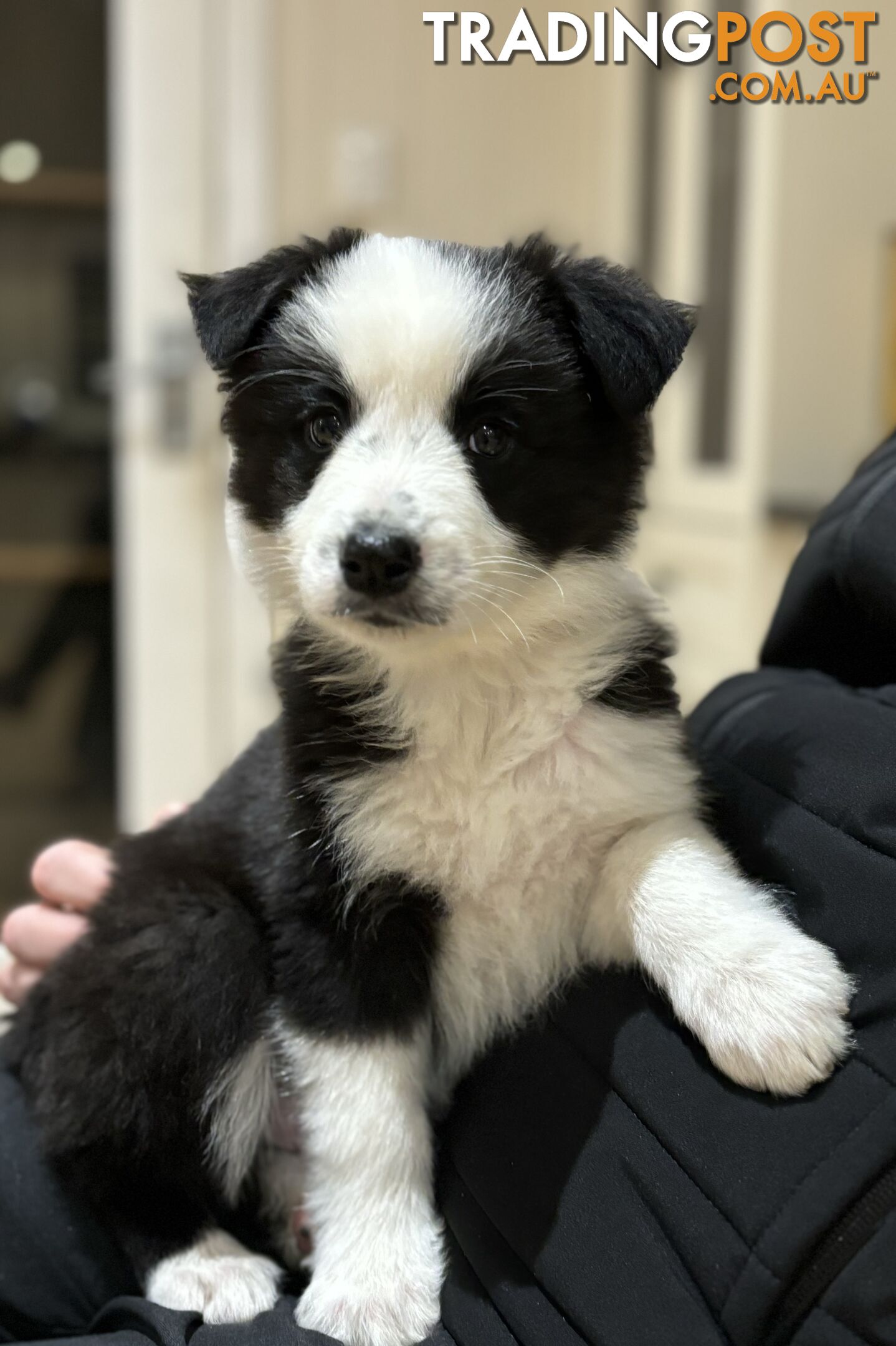 Border Collie Pups