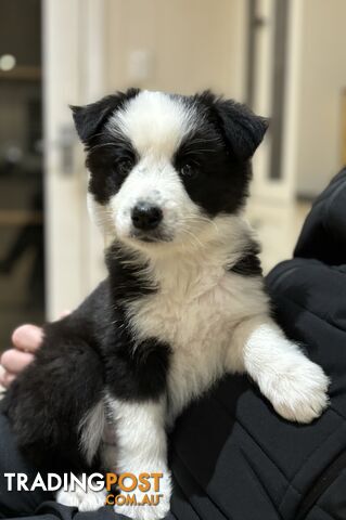 Border Collie Pups