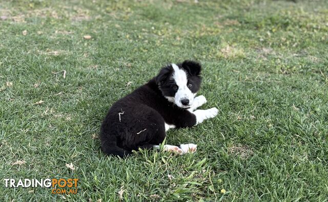 Border Collie Pups