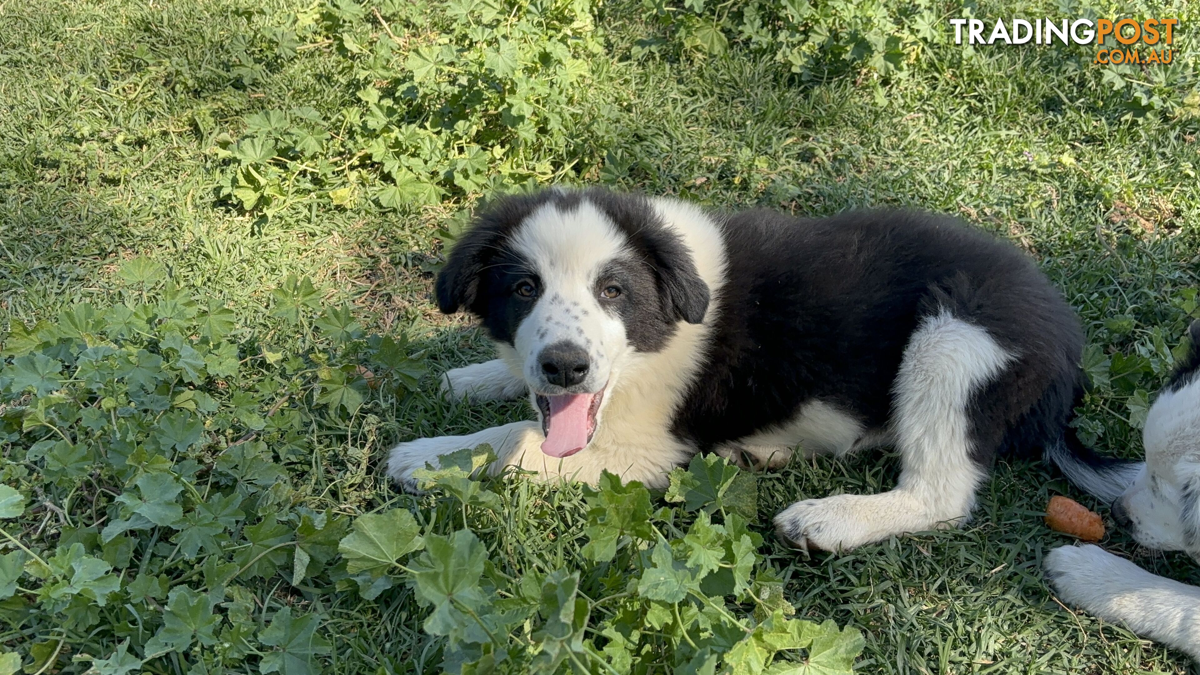 Border Collie Pups