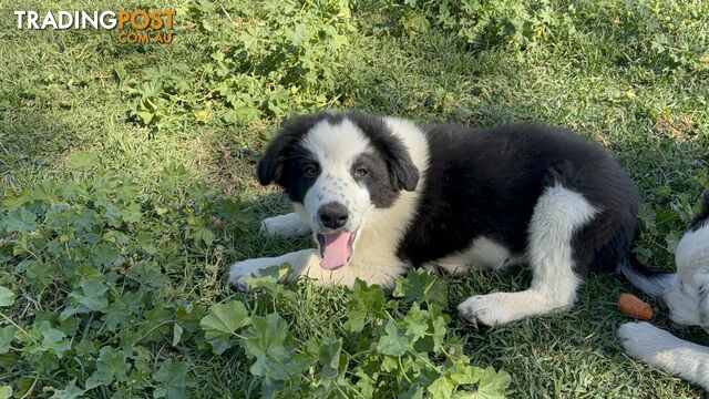 Border Collie Pups