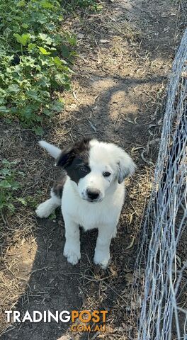 Border Collie Pups