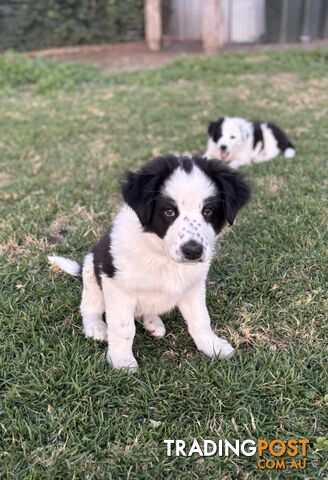 Border Collie Pups