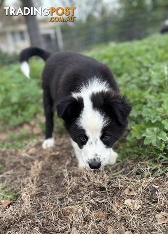 Border Collie Pups