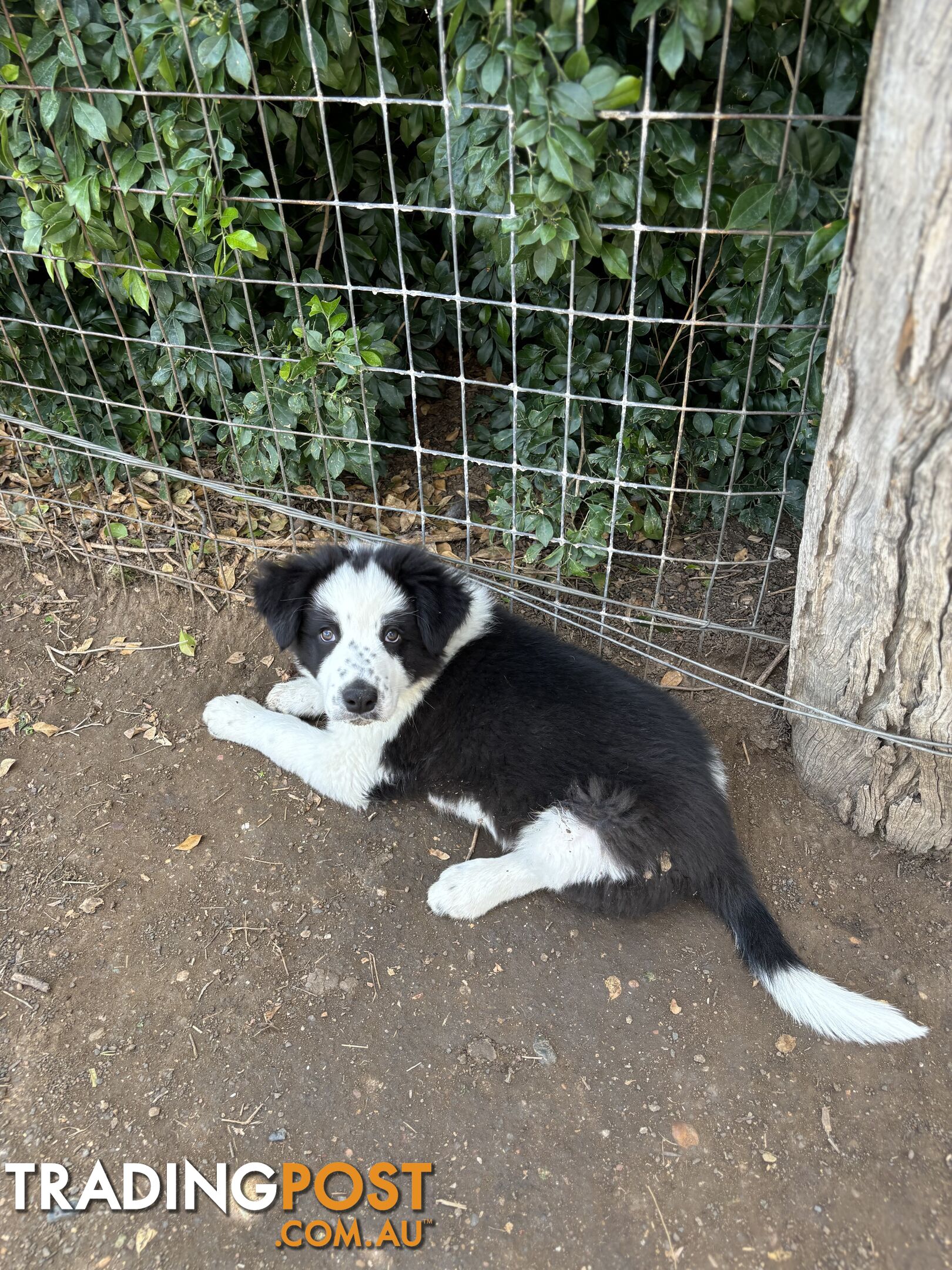 Border Collie Pups