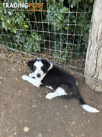 Border Collie Pups