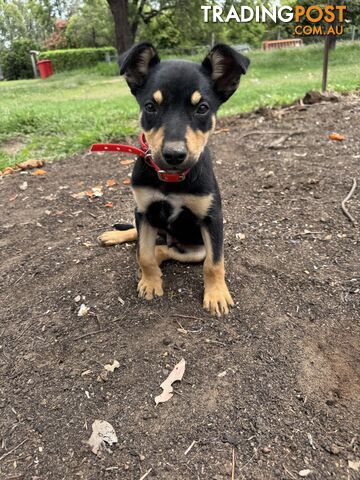 Working kelpie pup