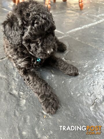 POODLE MINIATURE PUREBRED PUPPIES FOR SALE - 3 BLACK MALES.