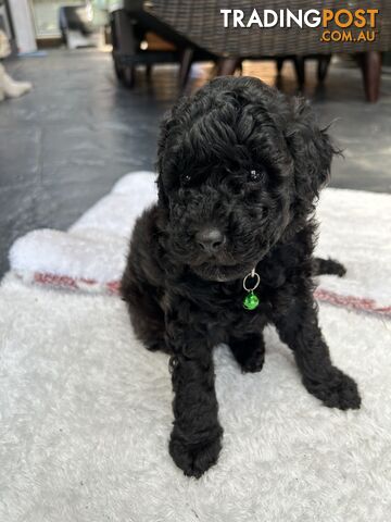 POODLE MINIATURE PUREBRED PUPPIES FOR SALE - 3 BLACK MALES.