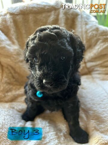 POODLE MINIATURE PUREBRED PUPPIES FOR SALE - 3 BLACK MALES.