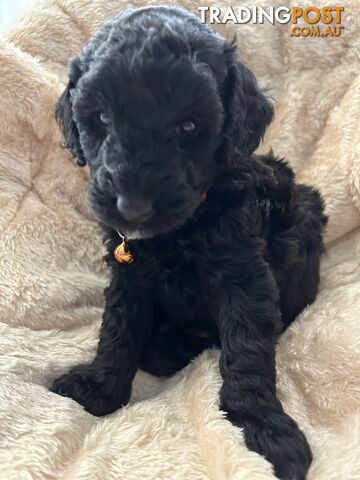 POODLE MINIATURE PUPPIES FOR SALE - 3 BLACK MALES