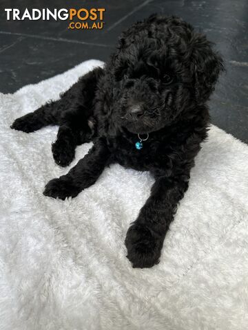 POODLE MINIATURE PUREBRED PUPPIES FOR SALE - 3 BLACK MALES.