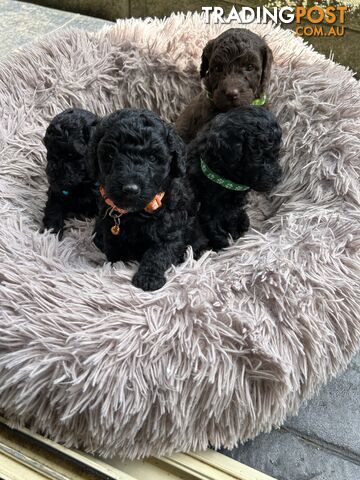 POODLE MINIATURE PUREBRED PUPPIES FOR SALE - 3 BLACK MALES.