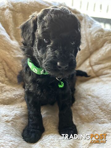 POODLE MINIATURE PUPPIES FOR SALE - 3 BLACK MALES