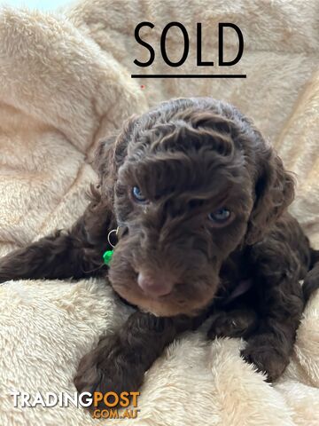 POODLE MINIATURE PUREBRED PUPPIES FOR SALE - 3 BLACK MALES.