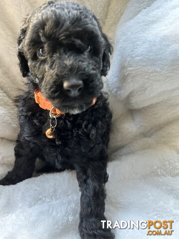 POODLE MINIATURE PUREBRED PUPPIES FOR SALE - 3 BLACK MALES.