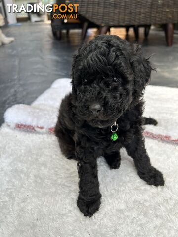 POODLE MINIATURE PUREBRED PUPPIES FOR SALE - 3 BLACK MALES.