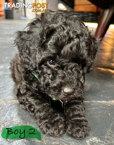 POODLE MINIATURE PUREBRED PUPPIES FOR SALE - 3 BLACK MALES.