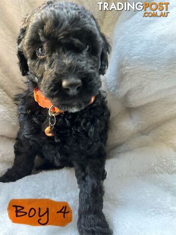 POODLE MINIATURE PUREBRED PUPPIES FOR SALE - 3 BLACK MALES.