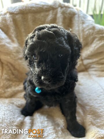 POODLE MINIATURE PUPPIES FOR SALE - 3 BLACK MALES