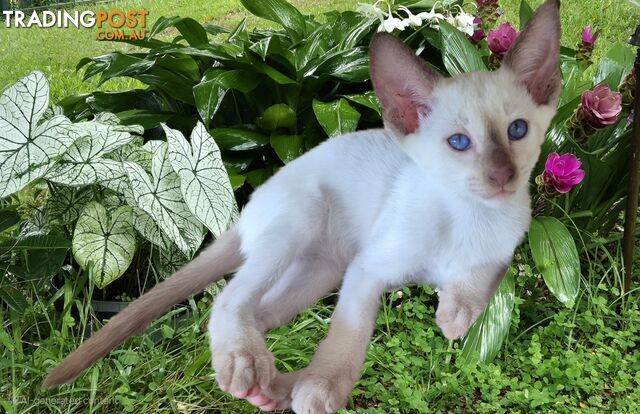 Siamese Kittens For Sale