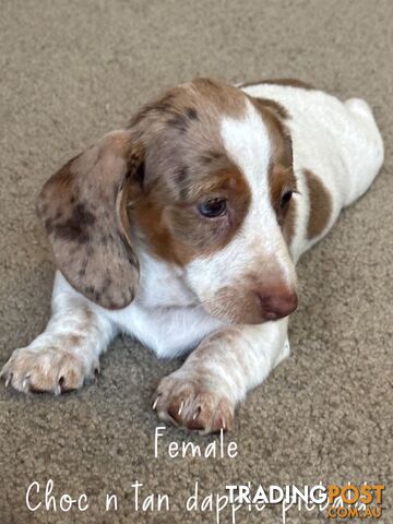 Miniature dachshund puppies