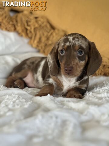 Miniature dachshund puppies