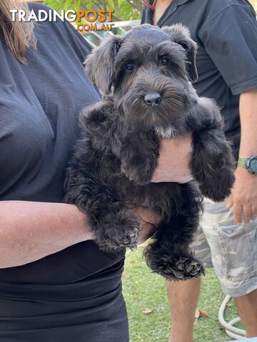 SCHNAUZERS PUREBRED FROM TINY AMERICAN IMPORTED PARENTS - IN PERTH WA