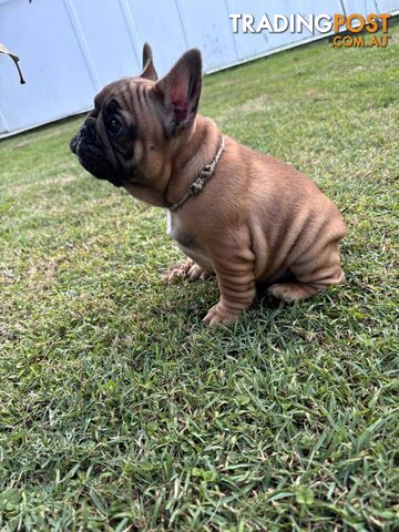 French bulldog puppies