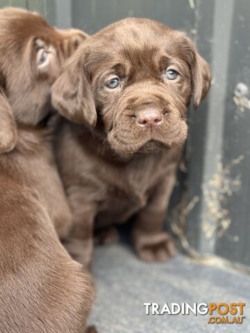 Chocolate labrador