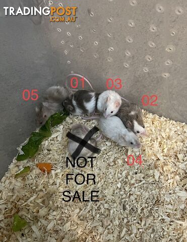 Mice for sale