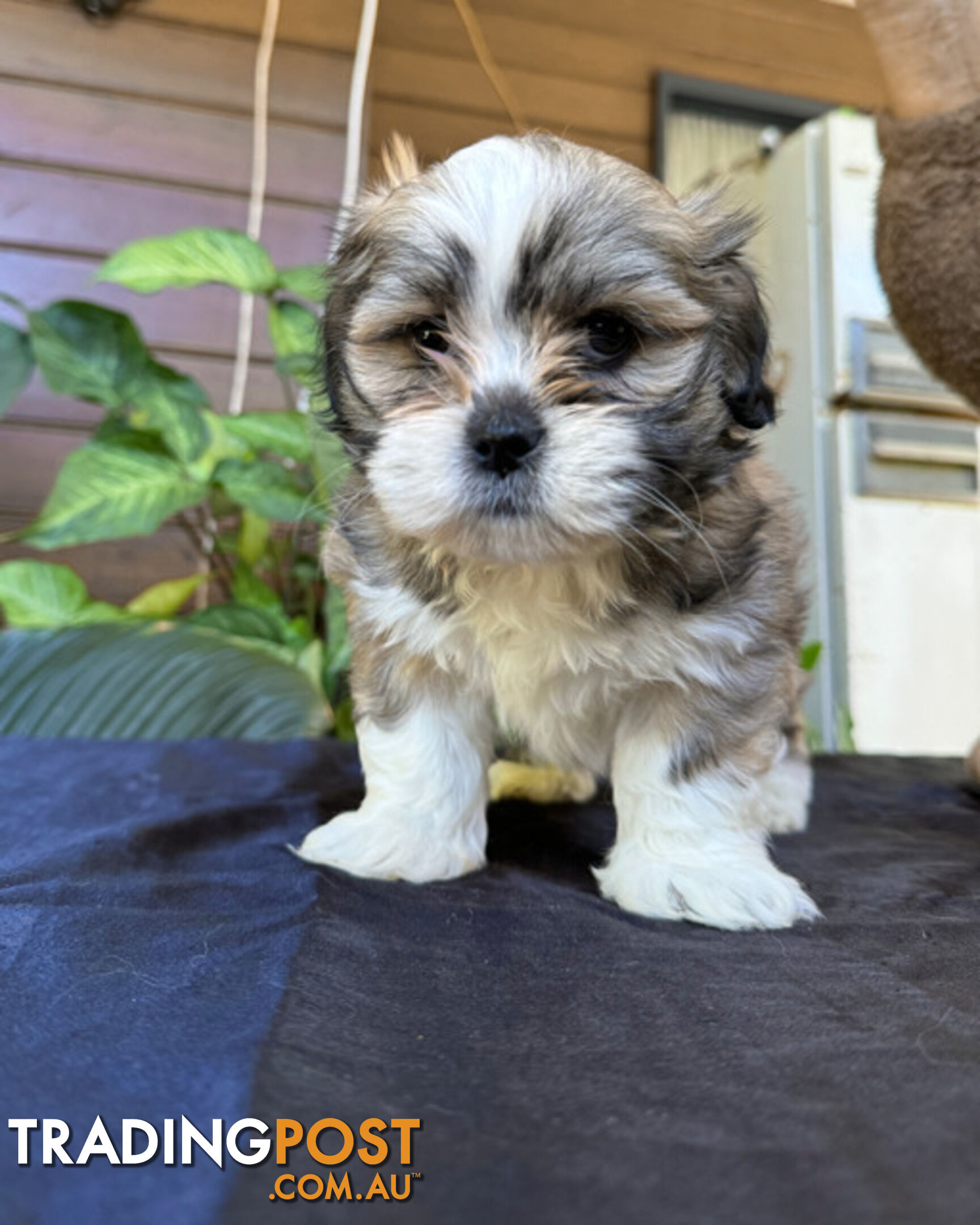 Pure Lhasa Apso puppies imported bloodlines from Croatia for showing and breeding, and pets