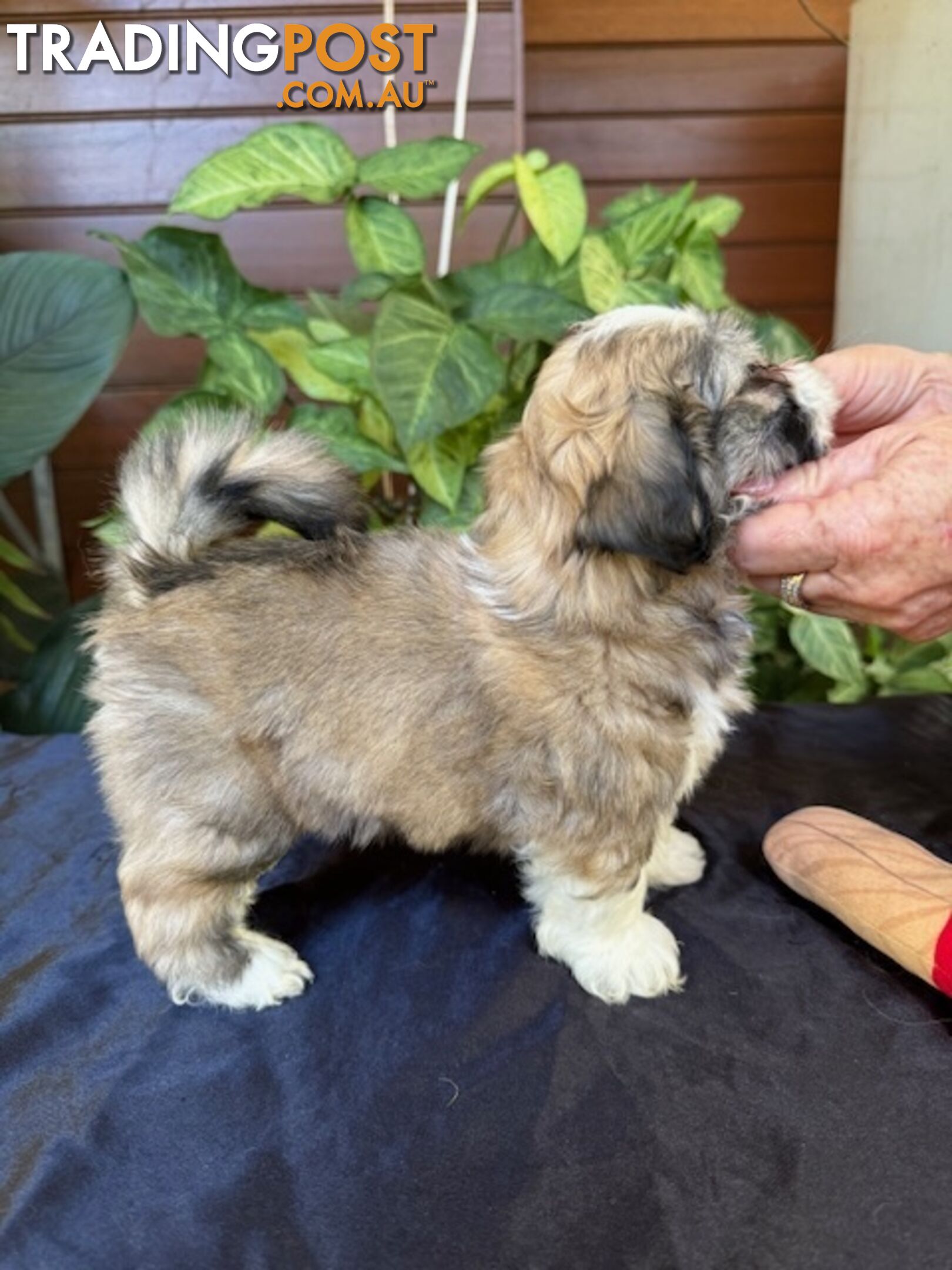 Pure Lhasa Apso puppies imported bloodlines from Croatia for showing and breeding, and pets