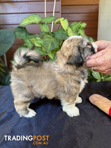 Pure Lhasa Apso puppies imported bloodlines from Croatia for showing and breeding, and pets