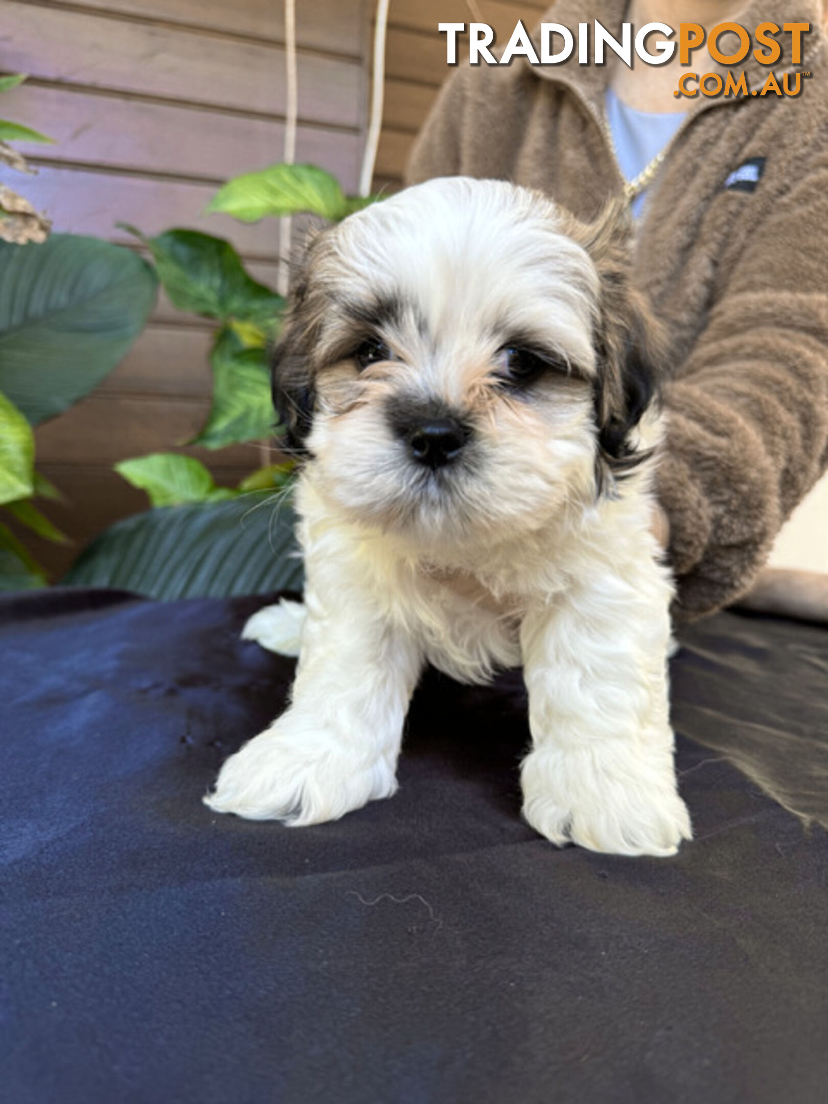 Pure Lhasa Apso puppies imported bloodlines from Croatia for showing and breeding, and pets