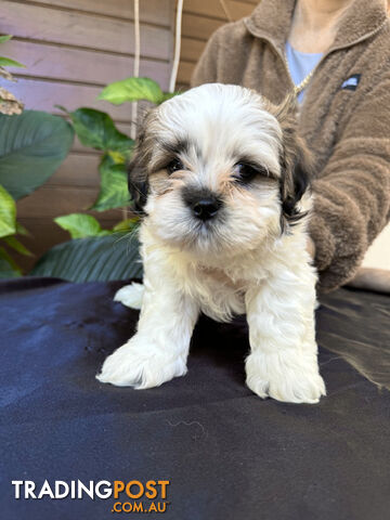 Pure Lhasa Apso puppies imported bloodlines from Croatia for showing and breeding, and pets