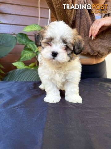 Pure Lhasa Apso puppies imported bloodlines from Croatia for showing and breeding, and pets