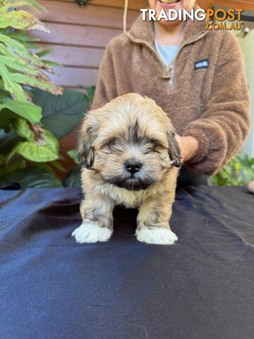 Pure Lhasa Apso puppies imported bloodlines from Croatia for showing and breeding, and pets