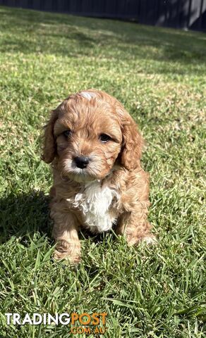 F1 TOY CAVOODLE PUPPIES