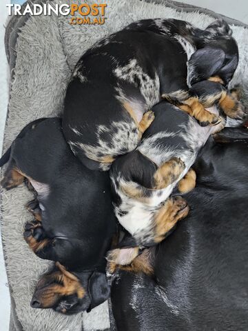 Short-haired, dapple miniature dachshund pups
